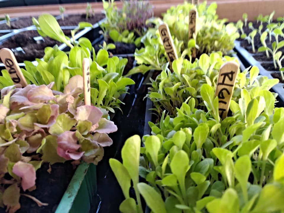 plants at Coffee Pot Farms